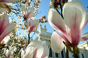 Magnolia. Foto.